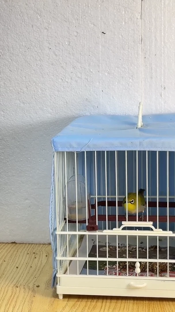 76号  绣眼养笼0元起拍