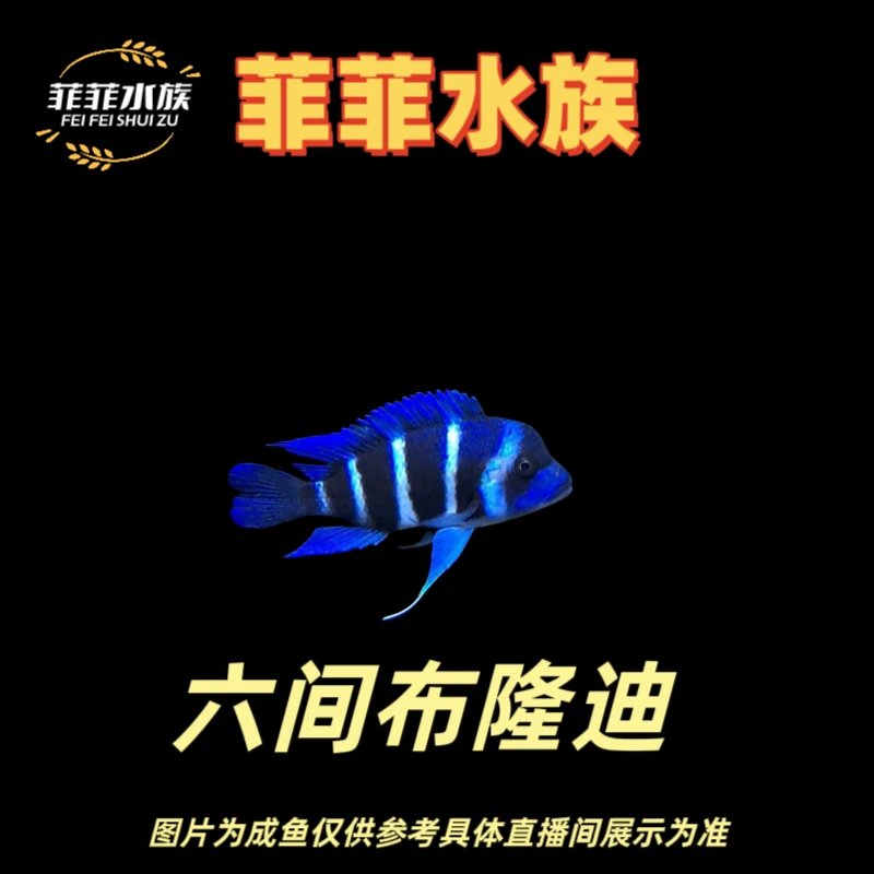 六间布隆迪热带观赏鱼