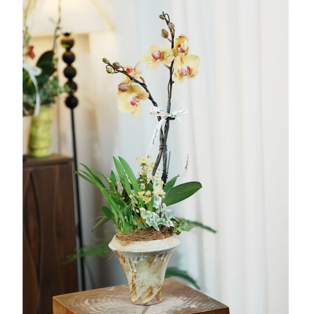 专属蝴蝶蓝文心兰组合盆栽室内客厅摆放乔迁节日活动礼物带盆栽好