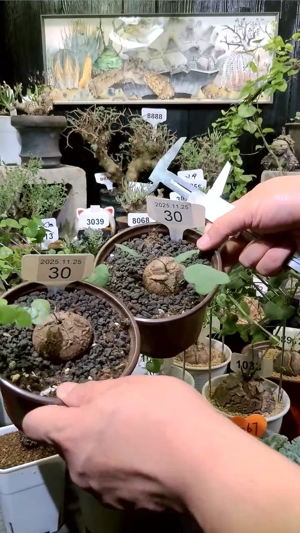 30号1124福利南非龟甲龙买一送一