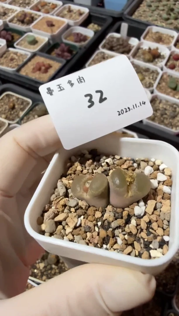 无花朵二**R25.11.14-32二景