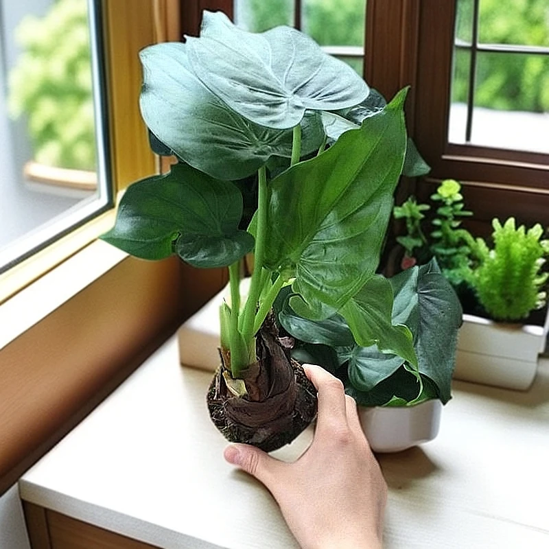 室内盆栽绿植花卉滴水观音种苗净化空气除甲醛客厅橡胶树绿植盆栽