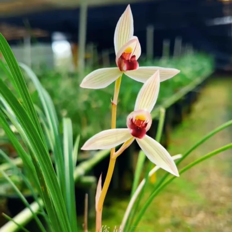 莲瓣兰丹顶鹤带花苞浓香兰花苗客厅阳台绿植花卉盆栽植物好养