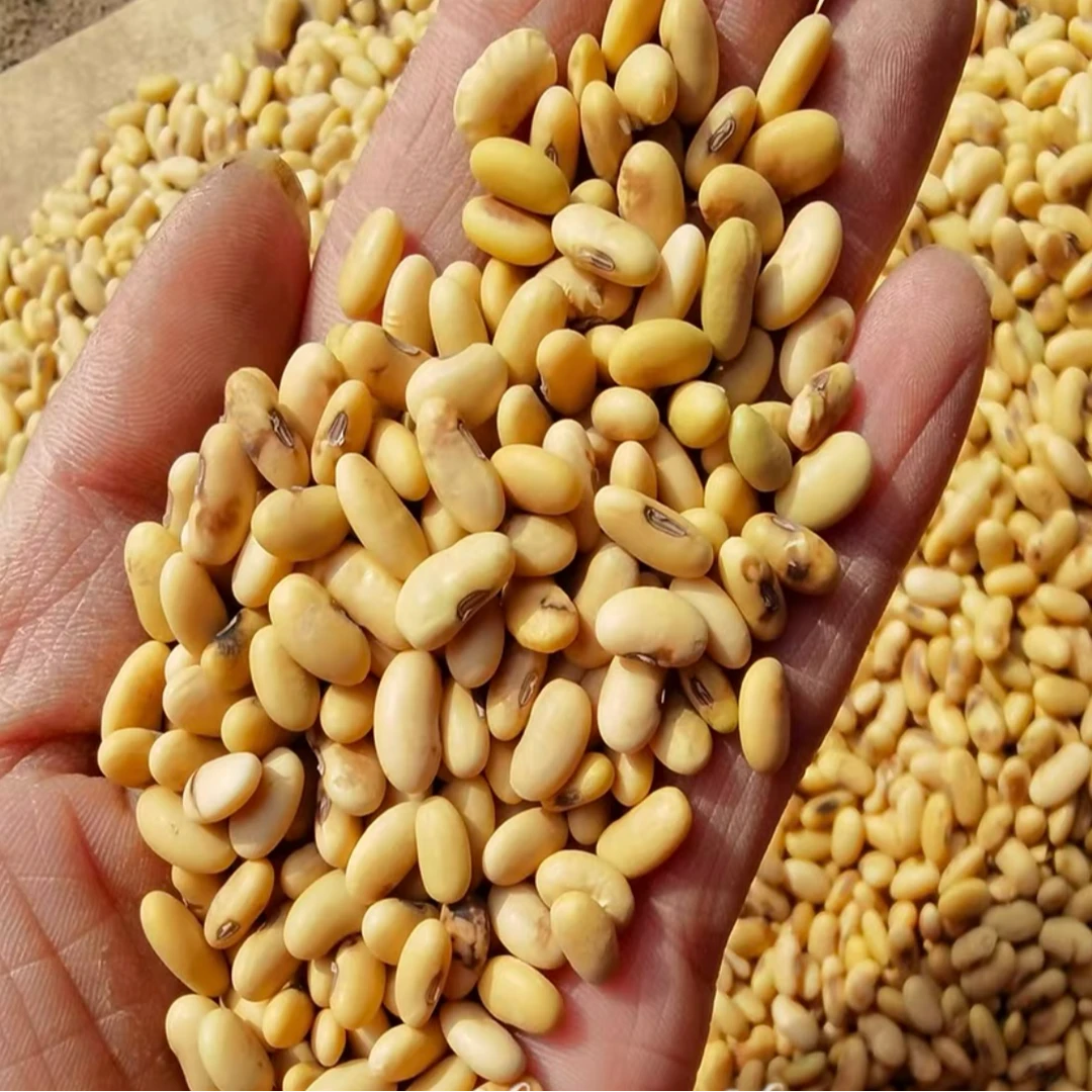 老品种肾形黄豆｜豆香浓郁「梅梅1」