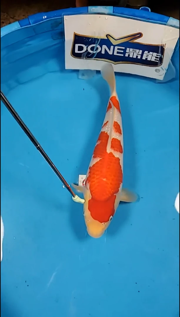 锦鲤【251216-39】红白 40公分 不详 (海怡)寄养至26年5月