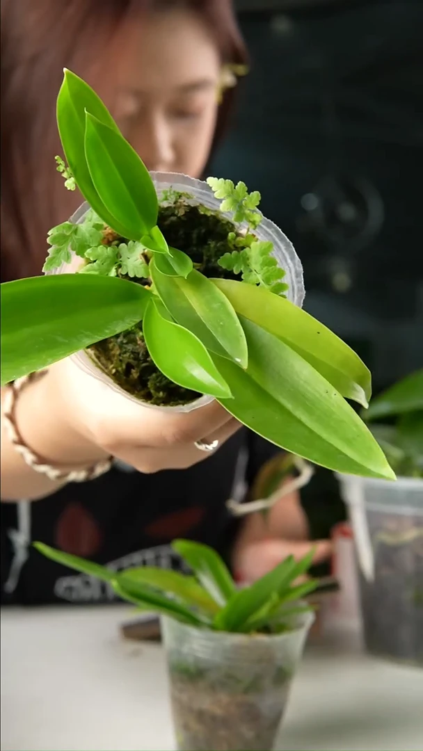 当前无花栽培后可以开花象形文字白变种(实生)（双苗）