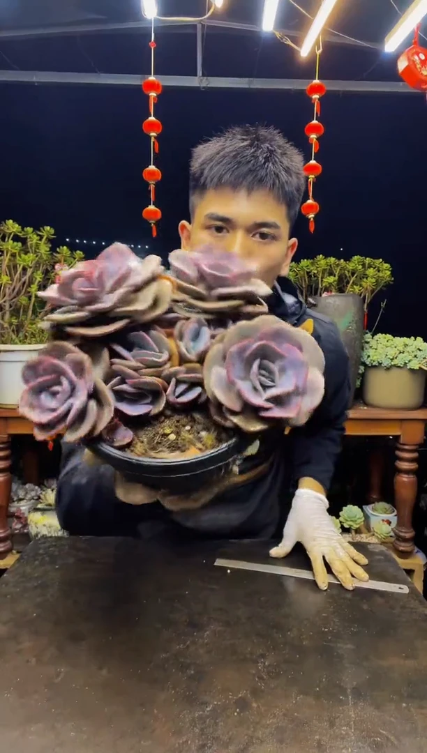 1号一物一拍多头老桩尘埃玫瑰