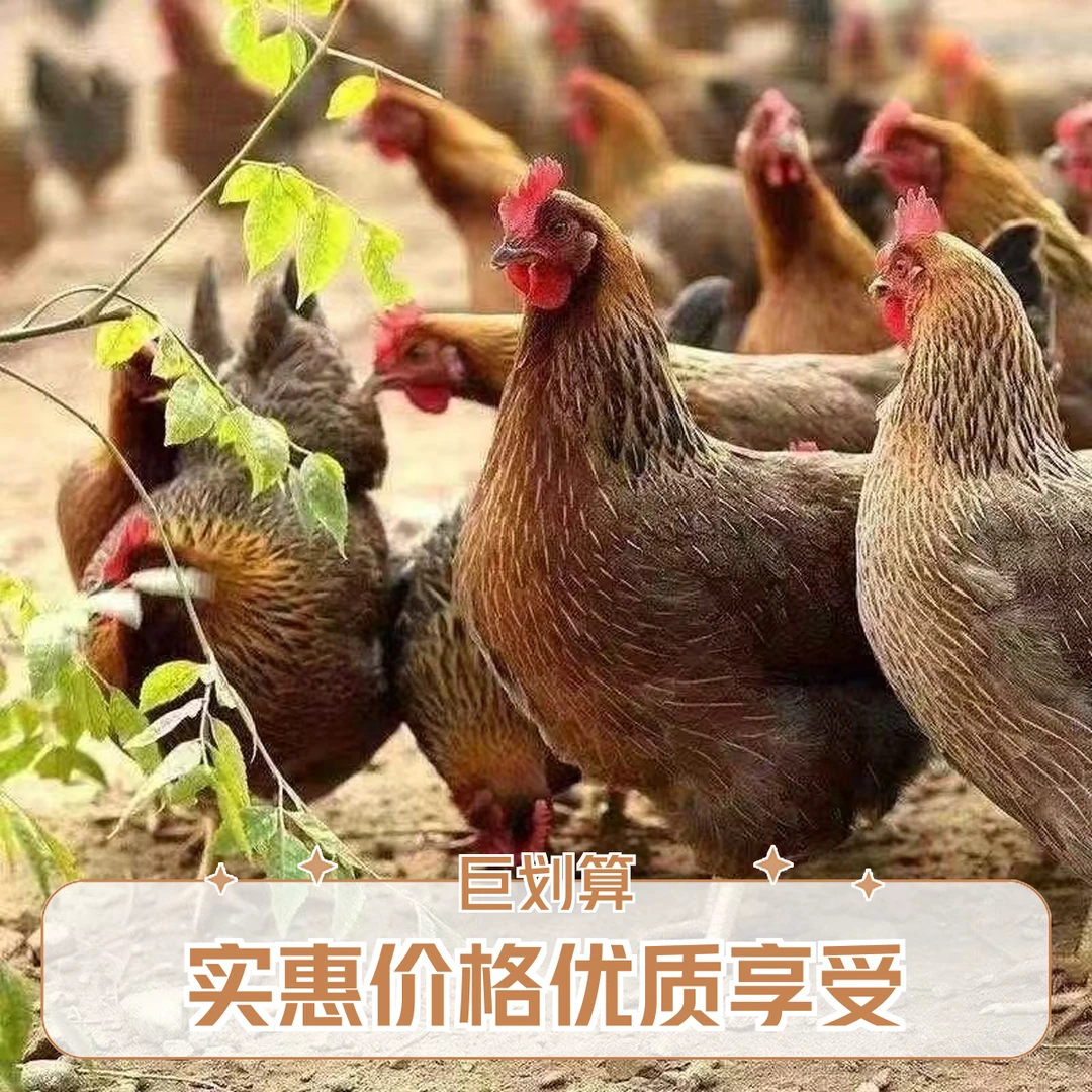 半斤麻羽农村散养土鸡笨鸡红瑶