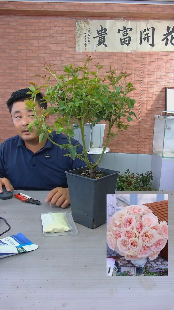 当前无花朵，栽培后可花朵香腮雪