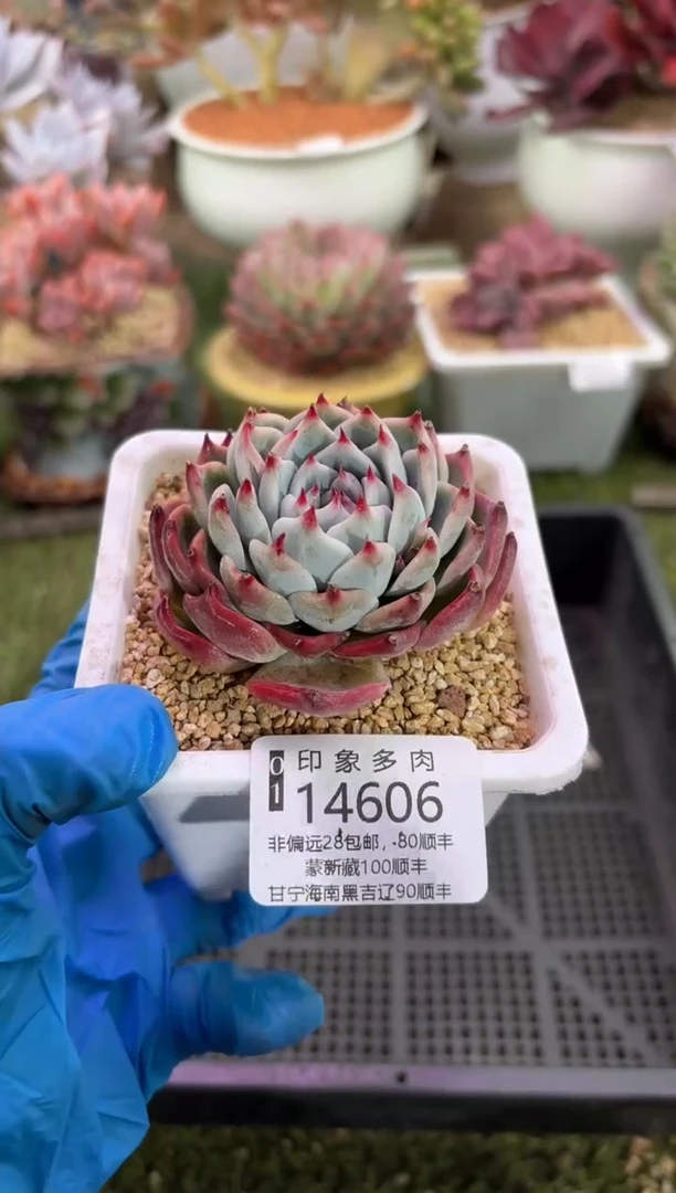 【闪购商品】14606