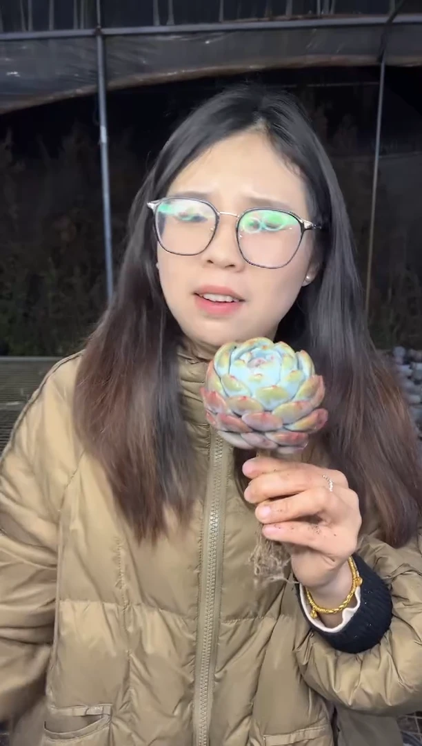 【闪购商品】69-单头嫁接梦露带盆土5