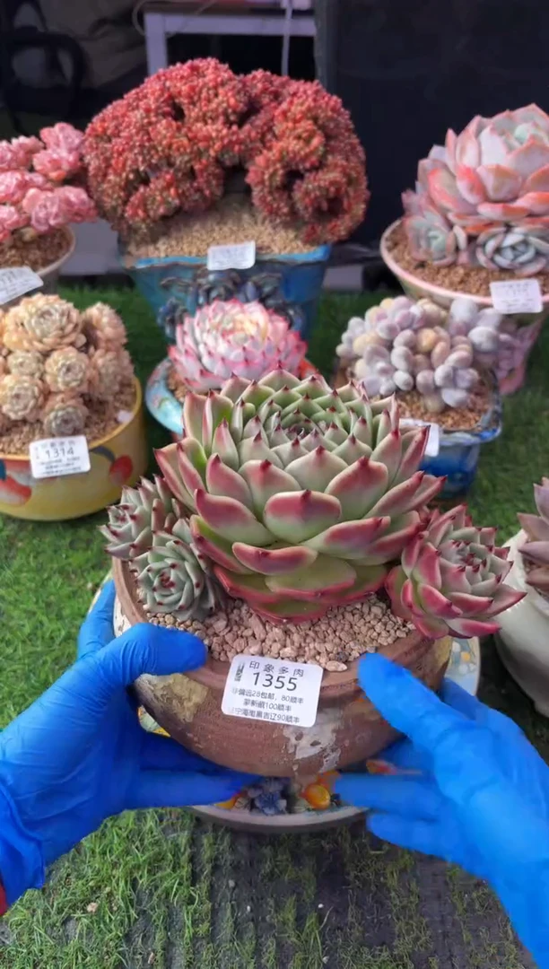 昆明印象多肉1355