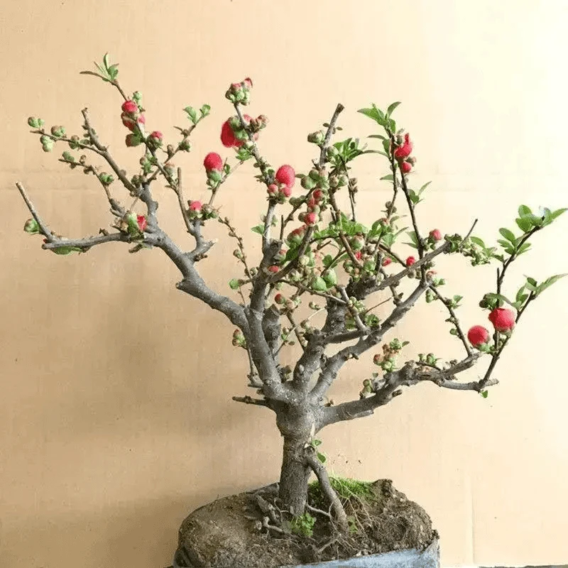 四季海棠盆景花卉绿植树形海棠花老桩长寿盆栽开花海棠树耐寒