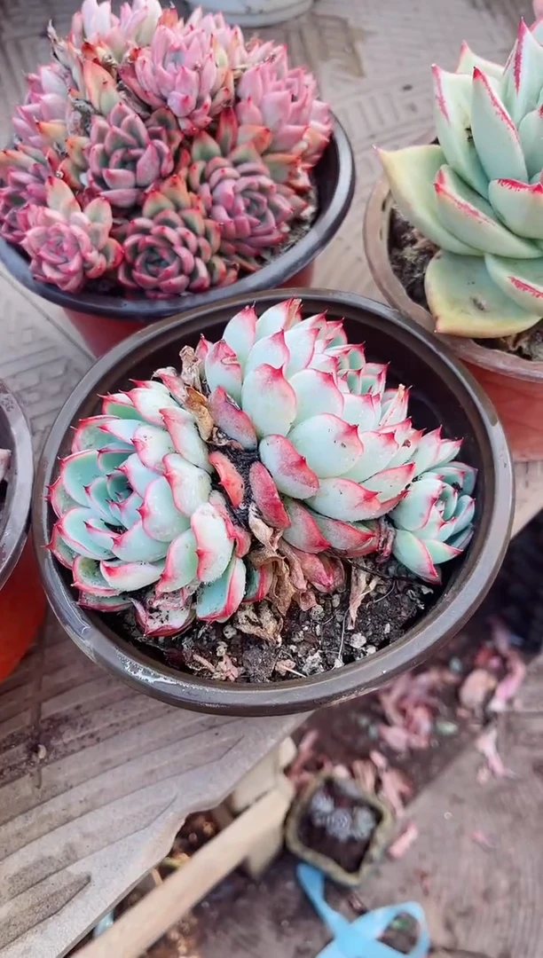 【闪购商品】05194