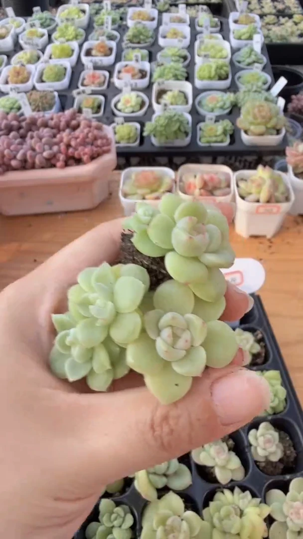 CF1474单双混 3颗量拍混发 满9.9包邮