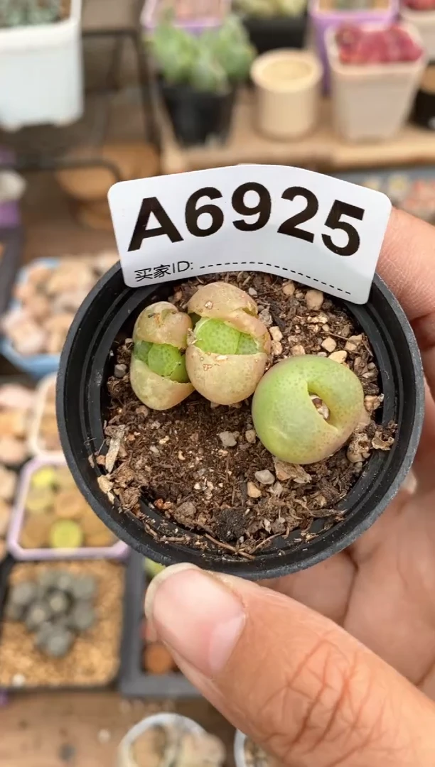 【闪购商品】6925直播一物一拍