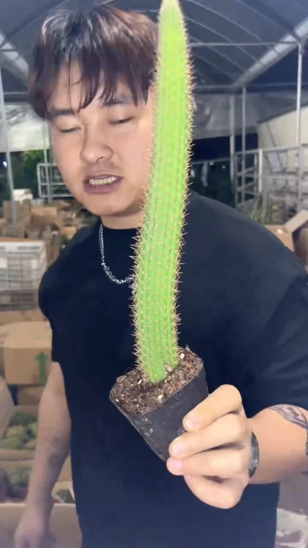 2颗 单头 彩舞柱【带根】