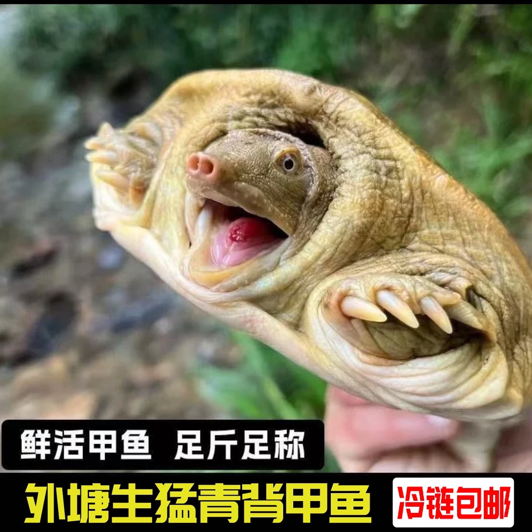 汉寿甲鱼3只共6-5斤野外放养外塘生态甲鱼