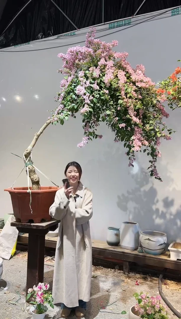 【闪购商品】盆景三角梅