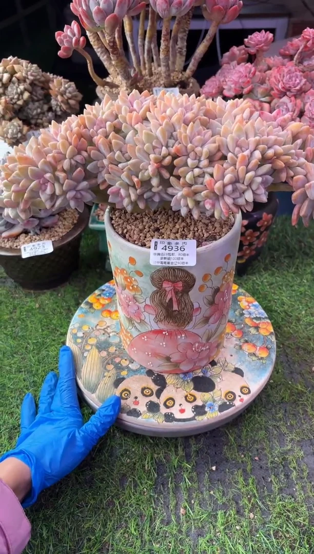 昆明印象多肉4936