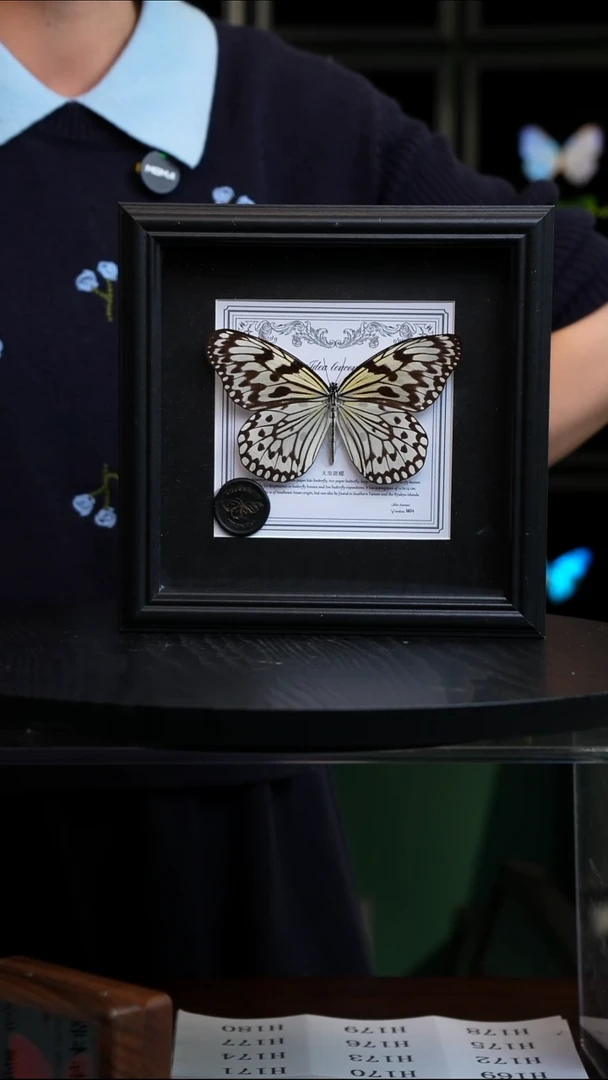 大帛斑蝶盲盒版7寸方框