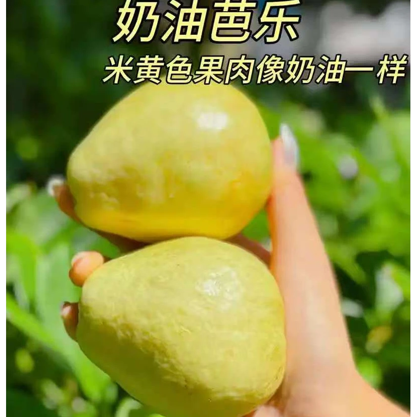 【奶油芭乐】黄金奶油芭乐冰淇淋口感新鲜头茬又软又丝滑巨好吃芭乐云南省