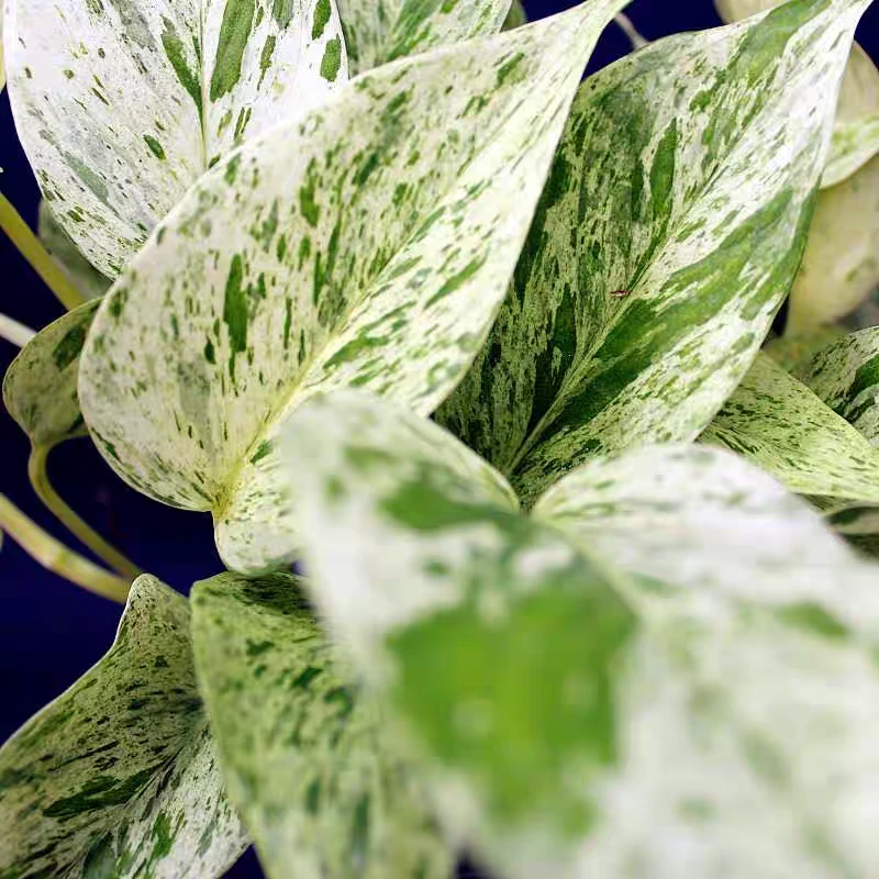 大理石皇后办公桌爬藤植物网红快乐叶子易养 ins风观叶绿植可水培