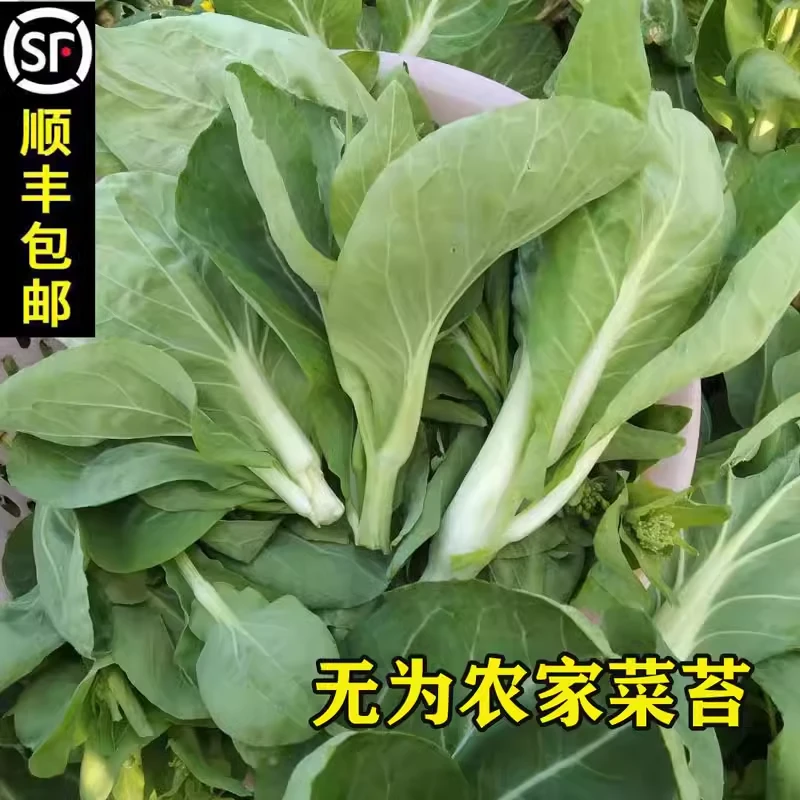 安徽无为特产新鲜蔬菜苔青菜苔小白菜苔现摘嫩菜苔心1份2斤3斤5斤