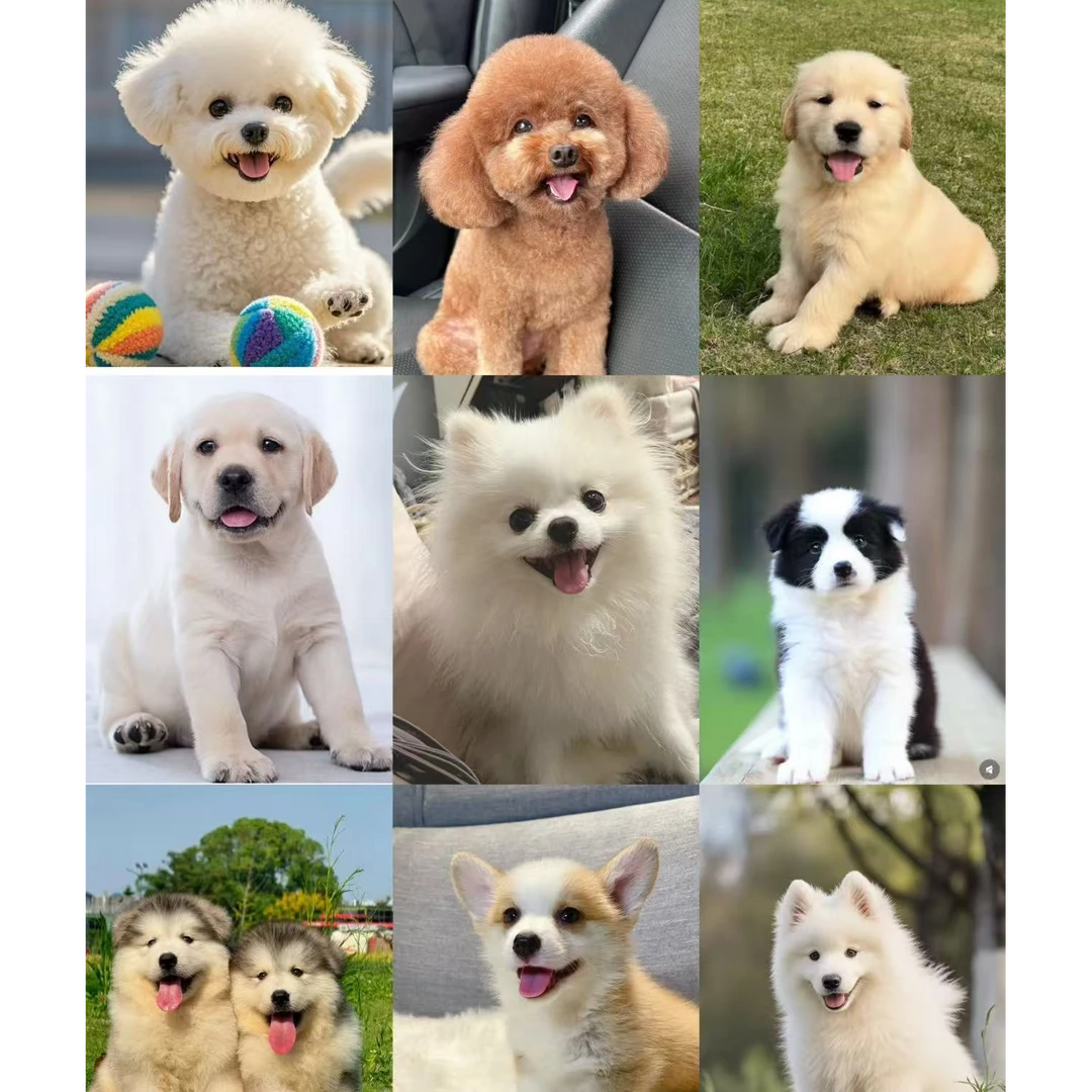 （莱米萌宠）T狗狗活体