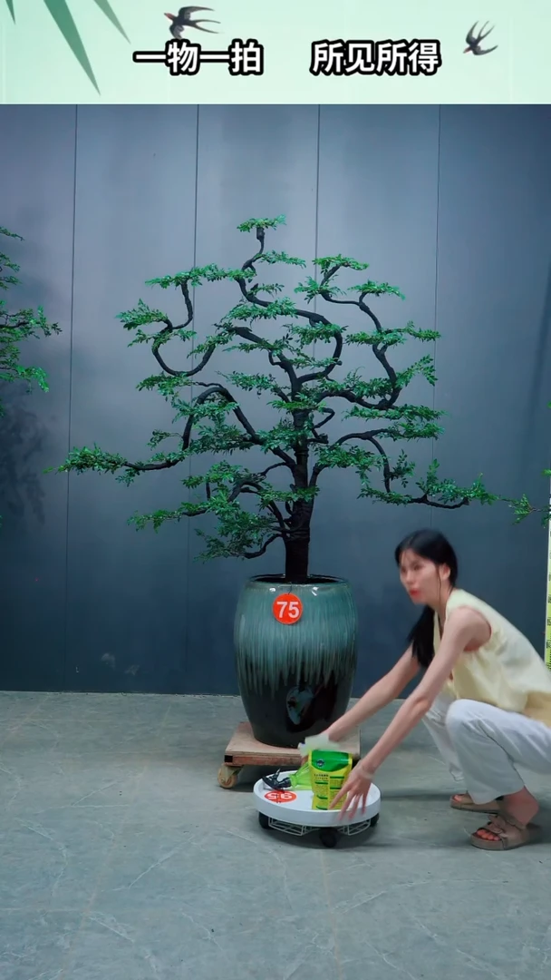 无花朵用****575号广东小叶紫檀