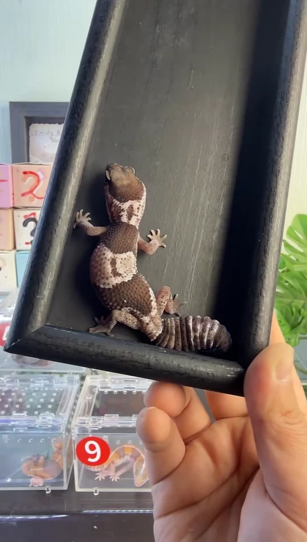 肥尾守宫肥尾守宫