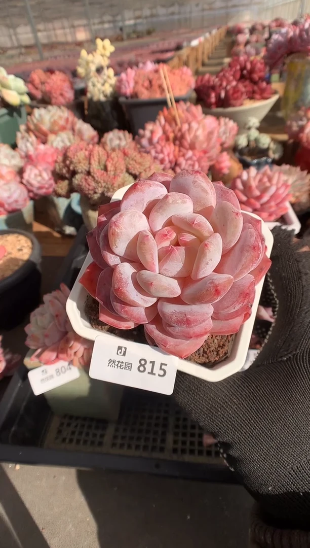 815雪天使多肉植物一物一拍