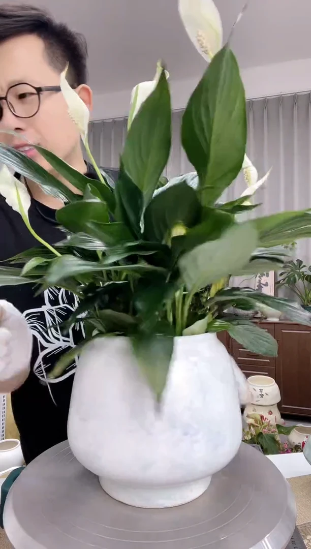 陶瓷花盆6.14直播链接