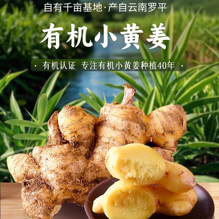 【有机带泥小黄姜】云南罗平小黄姜增香去腥调料