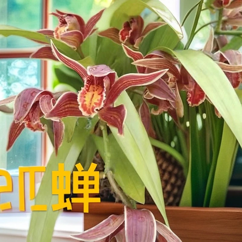 福利【带芽老芦头】有你兰花 虎头兰 红嘴鸥 象牙白 碧玉素 大黄素