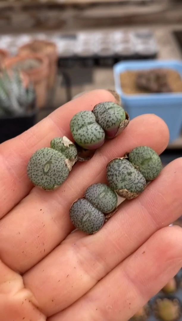 8093直播一物一拍
