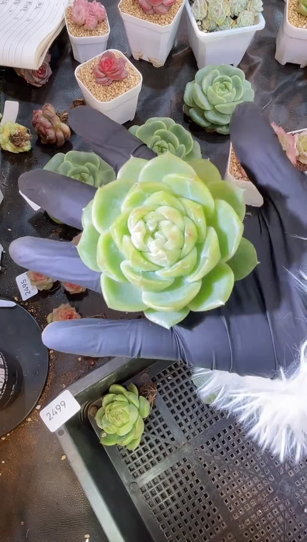 2499 翠皇 量拍发一颗