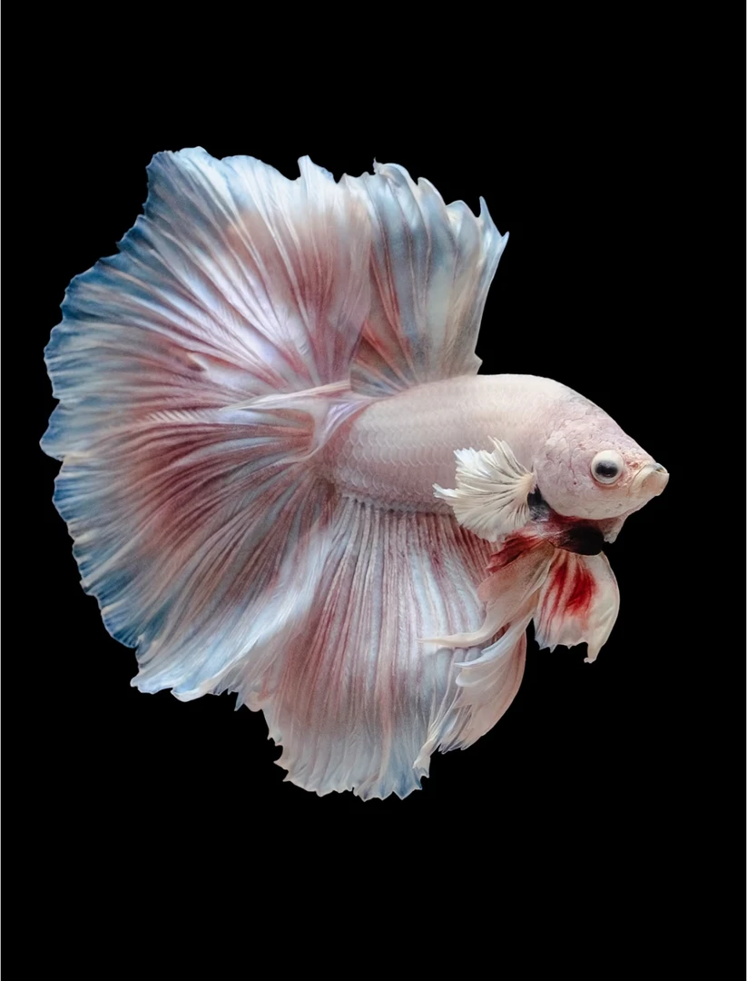 V11（241-264）泰国斗鱼小型热带观赏鱼【直播间选鱼】