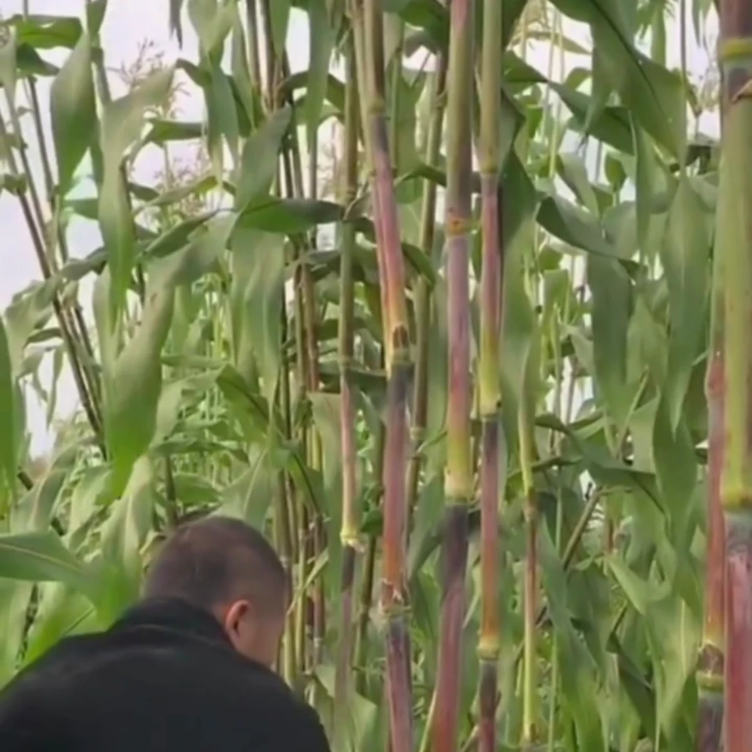 【黑甜杆种子】家庭阳台小院盆栽地栽四季种植