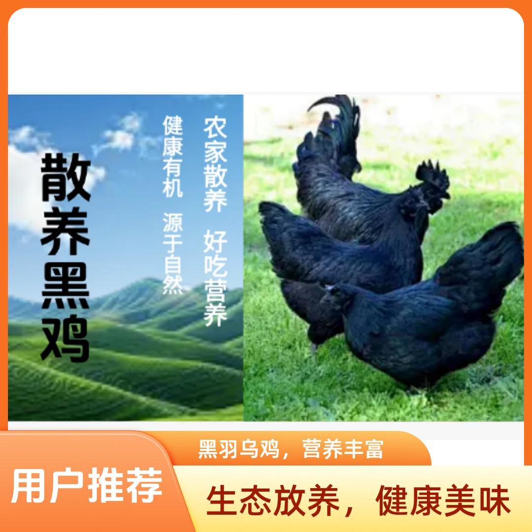 农家散养整只乌鸡,3只五黑鸡不带内脏