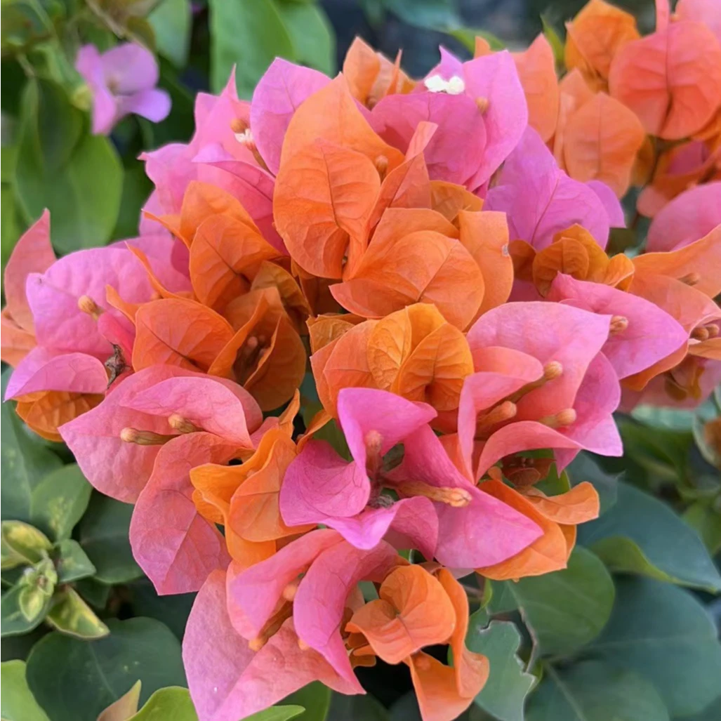 佰梅园 绿叶橙三角梅扦插袋苗