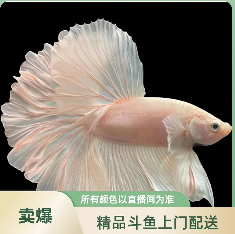（241-264)精品泰国斗鱼小型观赏鱼小鱼半月婚纱斗鱼(直播间选鱼)