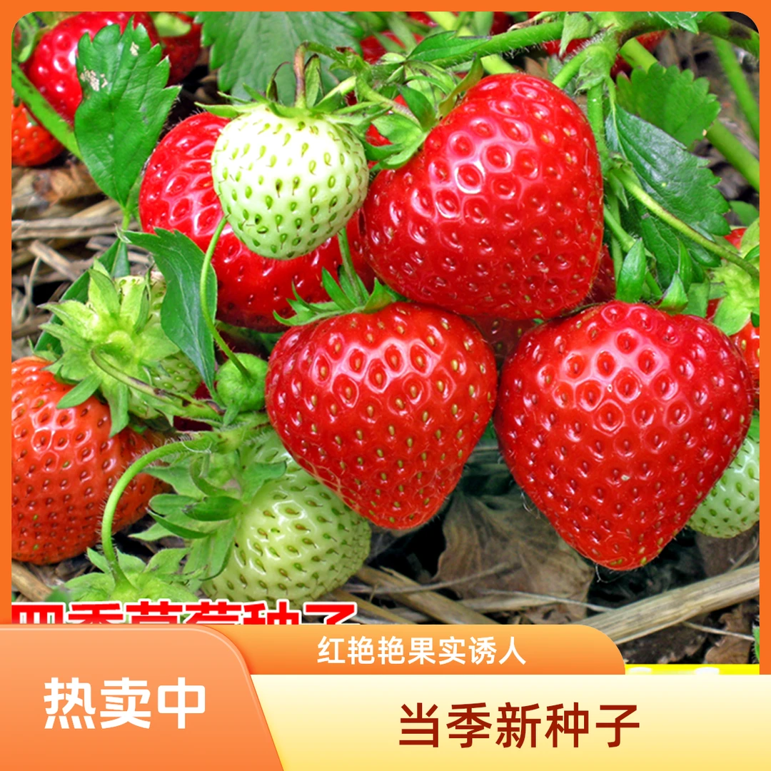 草莓种子四季结果奶油莓种子阳台盆栽蔬菜庭院室外水果蔬菜种子
