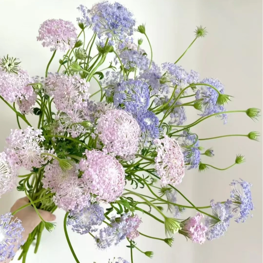 翠珠粉白蓝色鲜切花草花配花花店用花花束插花云南直发顺丰包邮