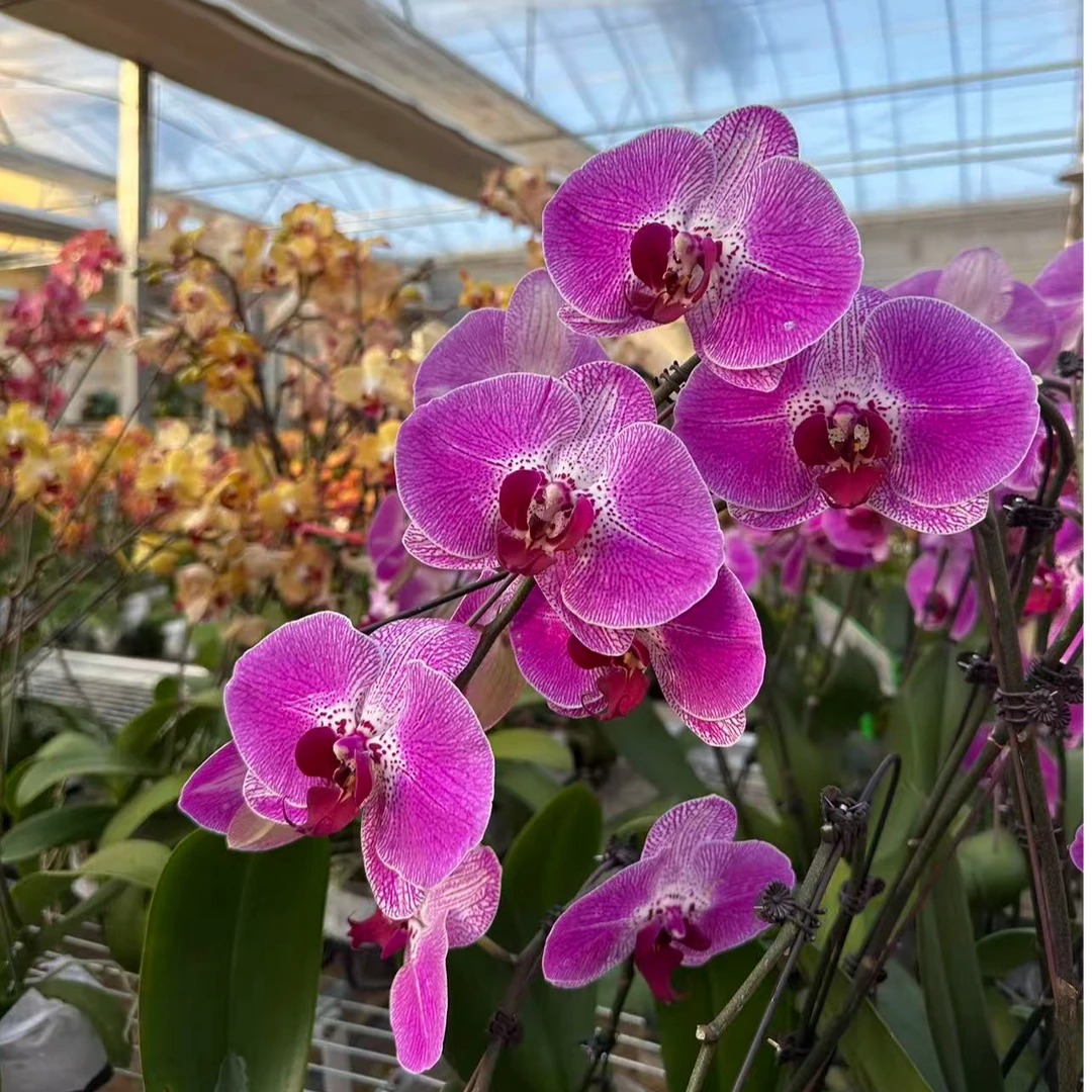 兰蝶汇【欢天喜地】蝴蝶兰带花发货