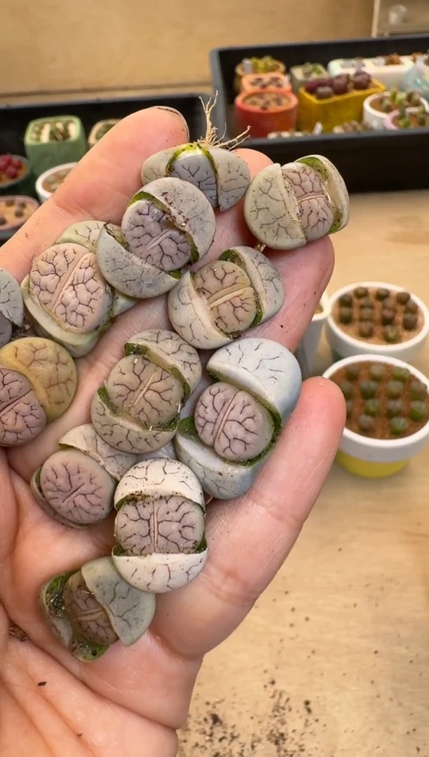 【闪购商品】1-20-78