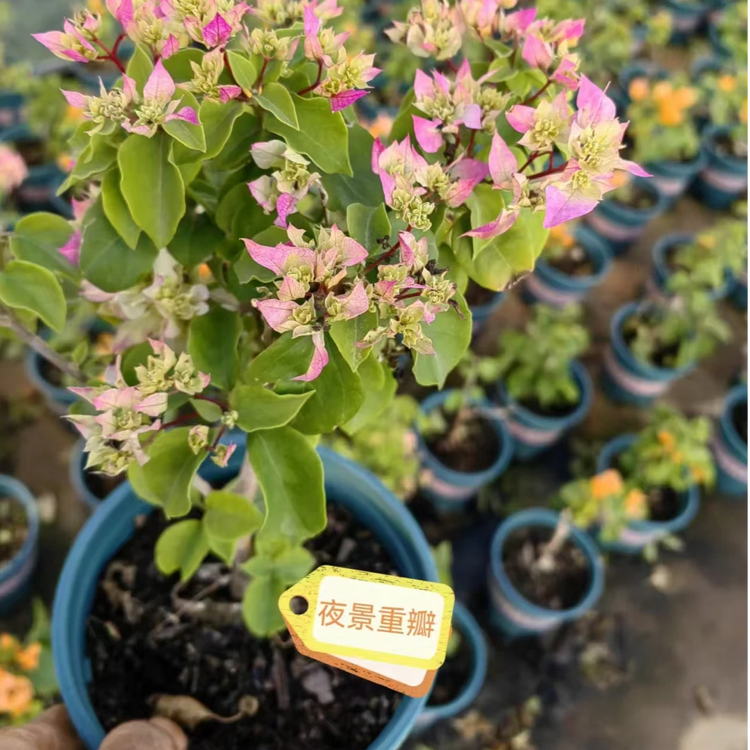 夜景重瓣三角梅盆栽带花发货四季开花绿植室外好养观花观叶爬藤花