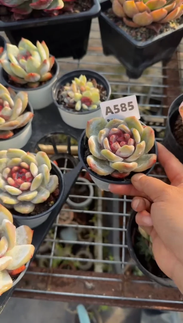 【闪购商品】A585嫦娥（裸根发货）