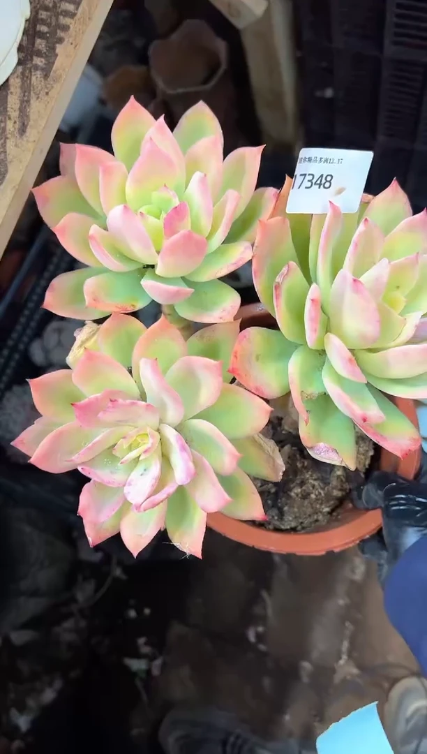鳳多肉植物一物一拍17348