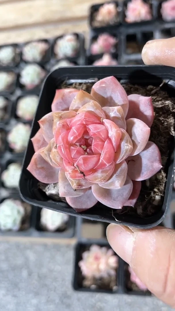 【闪购商品】65盆母本红糖心多肉